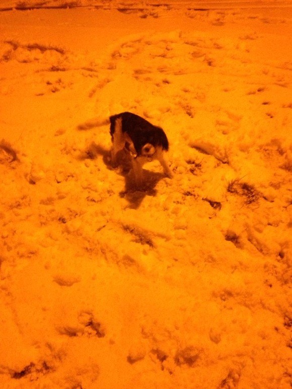 Puppy Bruno's first snow - By Lisa Gallagher