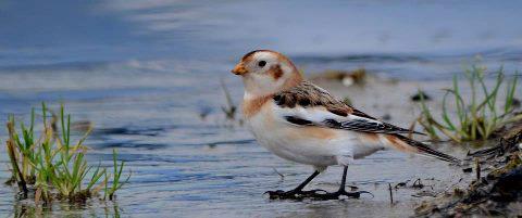 Snow Bunting on Ice - by Christine Cassidy