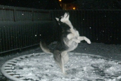 Akino the Husky enjoys the snow!