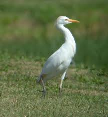 egret