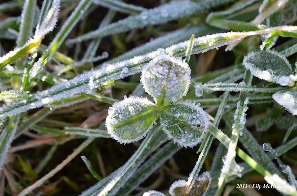 Lily McGonagle's frozen shamrock