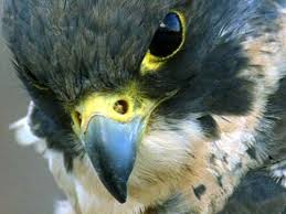 A Peregrine Falcon