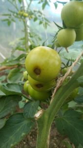 Blossom End Rot in Twin Towns Community Garden