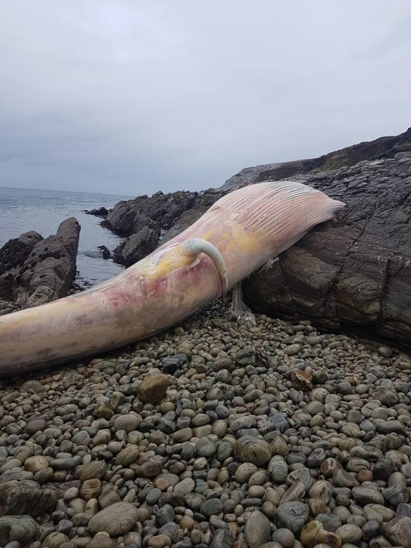 Massive whale washes ashore on Donegal beach - Donegal Daily