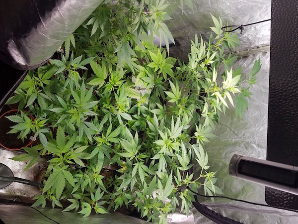 Man arrested after cannabis growhouse found in Newtowncunningham ...
