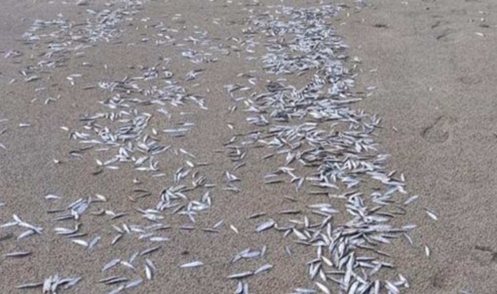 Confusion as hundreds of fish wash up on Donegal shore - Donegal Daily