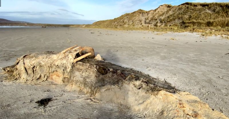 What in the world? Mystery surrounds massive carcass on Donegal beach ...