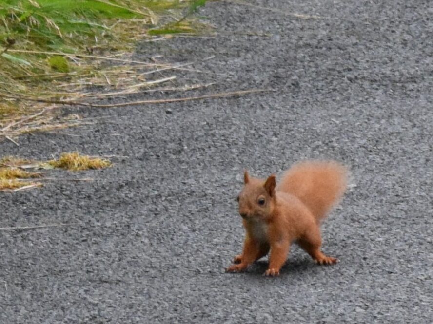 Cuteness alert: Baby red squirrel in west Donegal - Donegal Daily