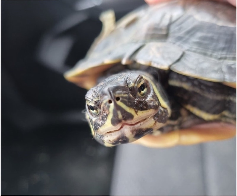 Donegal terrapin recaptured after low-speed chase! - Donegal Daily