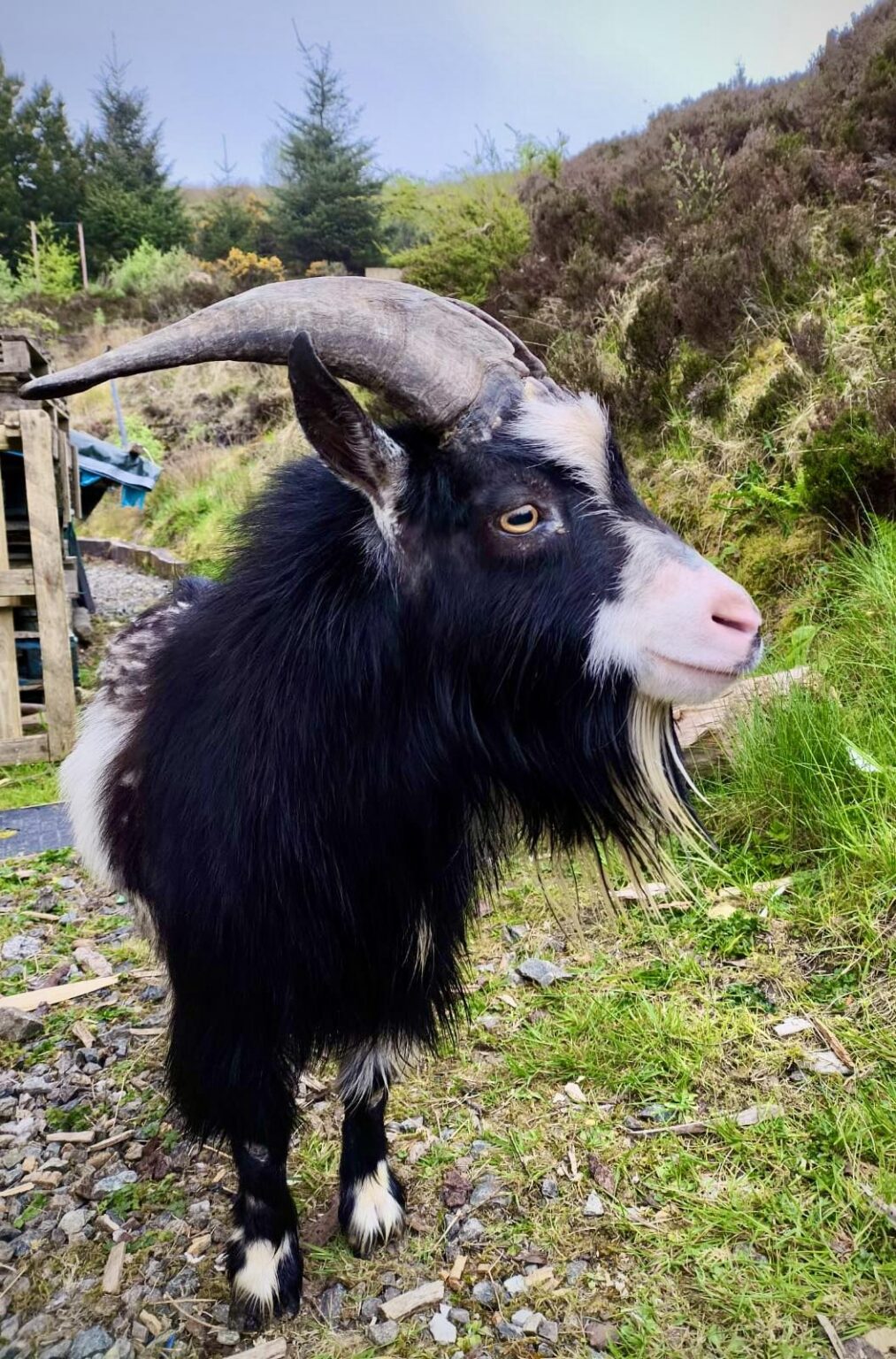 Is this your goat? Lost kid turns up in garden outside Letterkenny ...